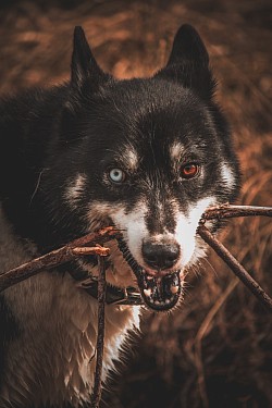 Merlin