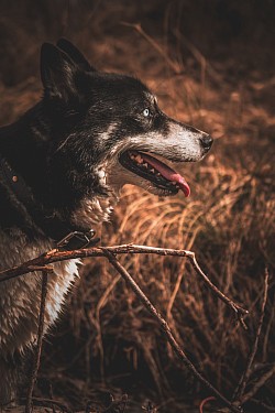 Merlin