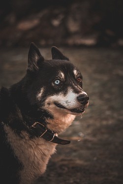 Merlin