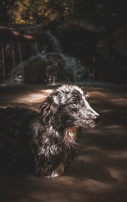 Chien