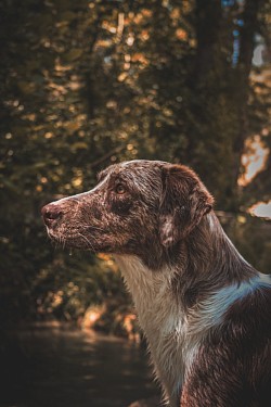 Chien