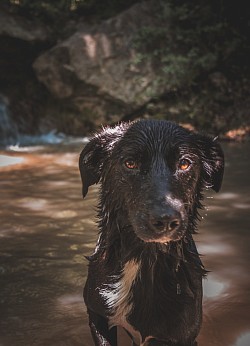 Chien
